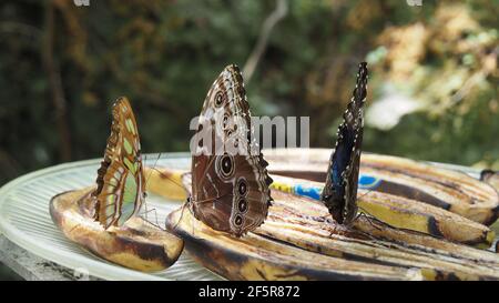 tre farfalle di colore diverso alimentano sulle banane tagliate Foto Stock