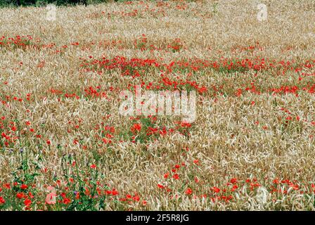 Piante di erbaccia: Papaveri in un campo di grano Foto Stock