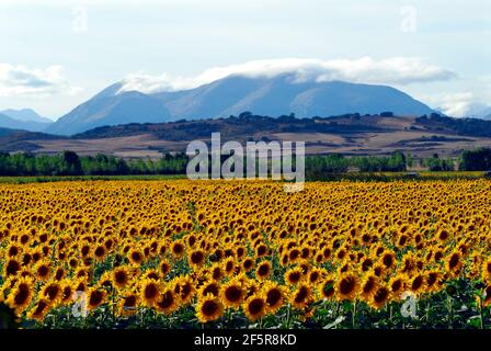 Girasoli a nord di Palencia e dei Monti Palentina. Spagna Foto Stock