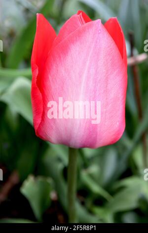 Tulipa ‘Red Impression’ Darwin Hybrid 4 Tulip Red Impression – tulipani rossi con colore rosa crepuscolo, marzo, Inghilterra, Regno Unito Foto Stock