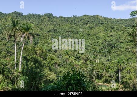 Escambray montagne coperte in un tappeto denso di palme e vegetazione giungla, provincia di Cienfuegos, Cuba. Foto Stock