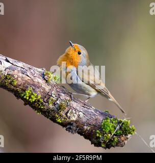 Primo piano di un uccello robinante britannico selvaggio (Erithacus rubbecula) che perching isolato su un ramo di albero boscoso con piume ruffate. Foto Stock