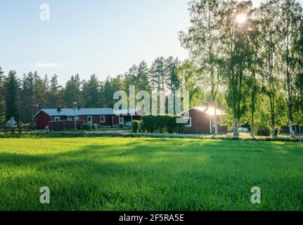 Il sole forte splende attraverso la corona di betulla e si riflette dal tetto di cabina di legno rosso, grano verde giovane o campo di avena di fronte alla piccola campagna Swe Foto Stock