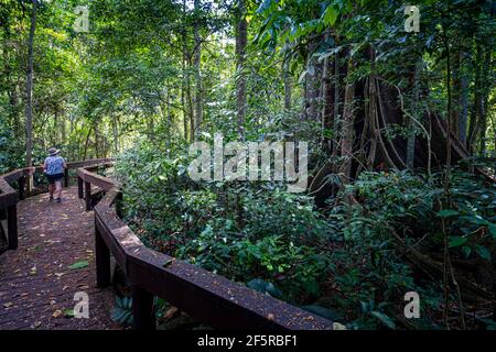 Radice di albero di rinforzo, foresta pluviale di Tropics umida, missione Beach North Queensland Australia Foto Stock