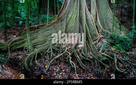 Radice di albero di rinforzo, foresta pluviale di Tropics umida, missione Beach North Queensland Australia Foto Stock