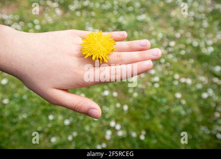 Mano femminile che mostra un dente di leone come un anello prezioso. Un campo di margherite sullo sfondo. Concetto di primavera. Foto Stock