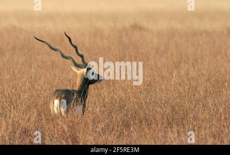Antelope blackbuck in India Foto Stock