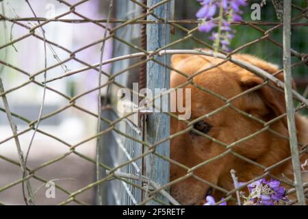 Triste cane marrone in intrappolato in una gabbia. Occhi di cane, ritratto di animale domestico. Cane o animali lasciati dietro concetto. Foto Stock