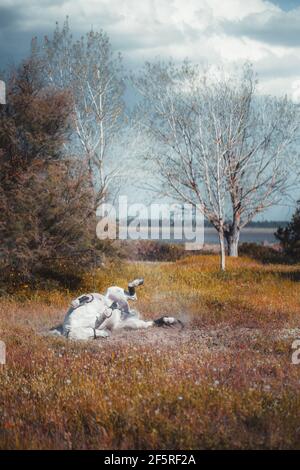 Un colpo verticale di un cavallo giocoso bianco che rotola sul terreno e ingoiato nell'erba giallita di un prato in una giornata nuvolosa Foto Stock