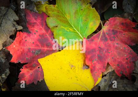 Un primo piano dei diversi colori dell'autunno / autunno lascia sul pavimento del Parco Nazionale di Shenandoah Foto Stock