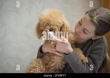 La ragazza sta spazzolando i denti del suo cane. Foto Stock