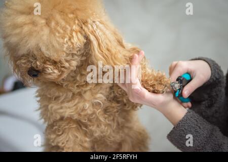 Taglio delle artigli di un poodle di albicocca nana. Manicure per un cane. Foto Stock