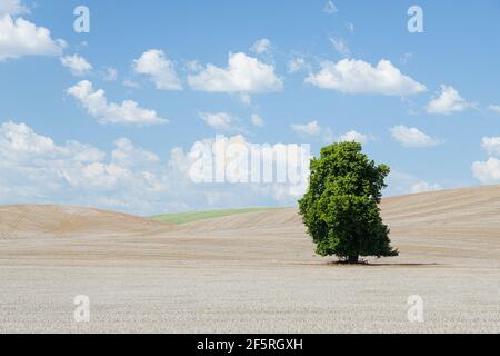 Lone tree nel terreno agricolo Palouse dello Stato di Washington Orientale con un campo pallido arato e cielo blu pastello e. nuvole wispy Foto Stock