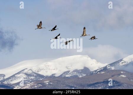 Colorado sabbia collina gru Foto Stock