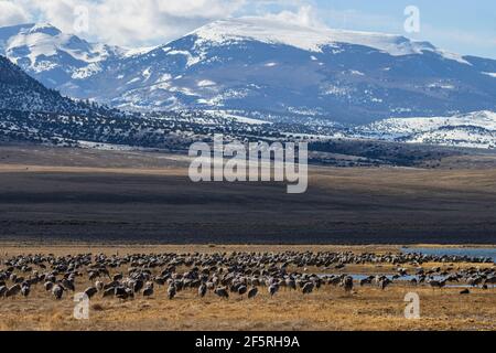 Enorme gregge di gru di sandhill nella natura selvaggia di Monte Vista Rifugio Foto Stock