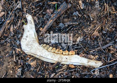 Inizio primavera, 25 marzo 2021 La jawbone di un cervo morto dalla coda bianca si trova esposta nelle ceneri rivelate dal fuoco. Il paesaggio ha Foto Stock