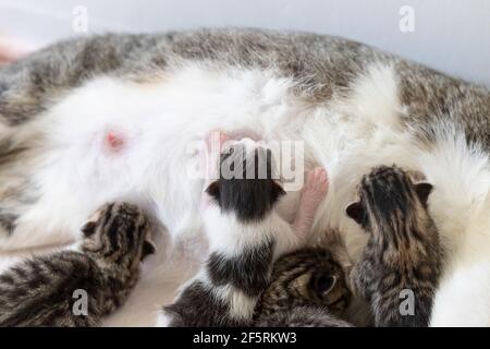 Allattamento di cuccioli neonati. Madre è un gatto di strada che ha preso rifugio in una casa di vacanza amichevole per dare alla luce. Foto Stock