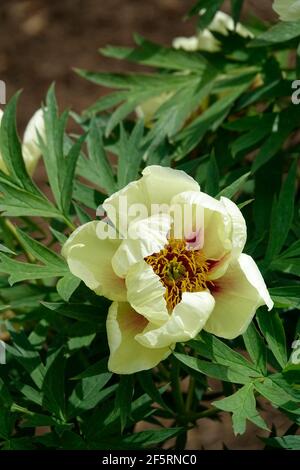 Peonia gialla con Centro Rosso in un Giardino di Peonie Foto Stock