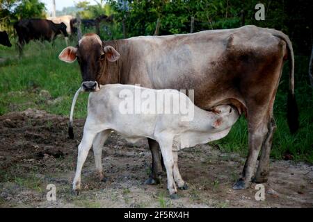 mata de sao joao, bahia / brasile - 8 novembre 2020: Vitello si vede succhiare una mucca da latte nella zona rurale della città di Mata de Sao Joao. Foto Stock