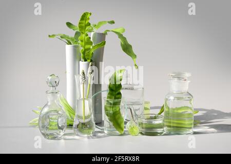 Laboratorio Natural Green. Disposizione floreale astratta su sfondo viola chiaro. Foglie verdi esotiche in matracci di vetro trasparente, fiale, capsule di Petri Foto Stock
