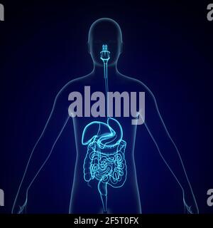 Anatomia del sistema digestivo umano, illustrazione 3D che mostra fegato, stomaco, intestino piccolo e grande. Foto Stock