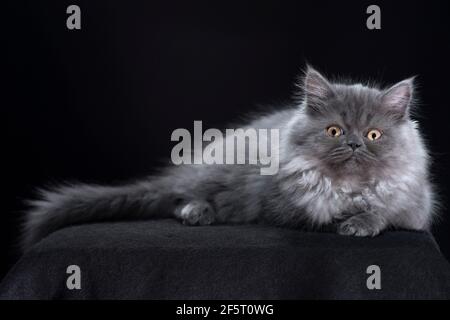 Bel gattino grigio peloso con capelli lunghi che giace giù guardando la macchina fotografica in modo casuale. Foto Stock