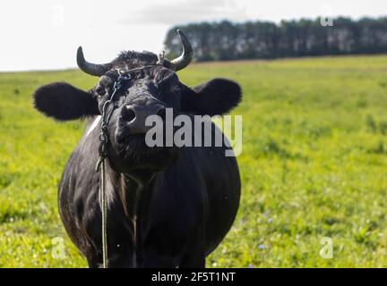 Una mucca nera di villaggio su un guinzaglio pazza in un prato. Allevamento di mucche in zone rurali Foto Stock