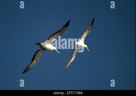 Coppia di Cape Gannets, Morus capensis, in volo, Port St Johns, Wild Coast, Capo orientale, Transkei, Sudafrica, Africa, Oceano Indiano Foto Stock