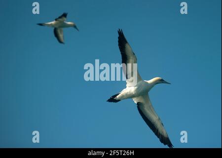 Coppia di Cape Gannets, Morus capensis, in volo, Port St Johns, Wild Coast, Capo orientale, Transkei, Sudafrica, Africa, Oceano Indiano Foto Stock