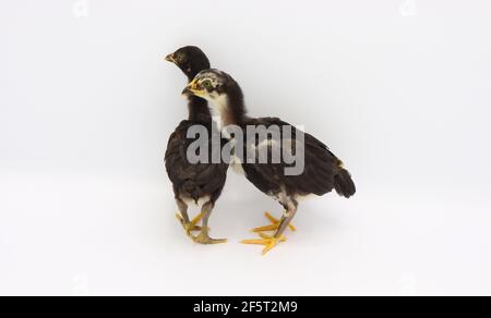 Due piccoli pulcini isolati su sfondo bianco, Hen pulcini Foto Stock