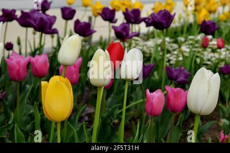 I tulipani (Tulipa) formano un genere di bulbifero erbaceo perenne in fiore primaverile geofiti (con lampadine come organi di stoccaggio) Foto Stock