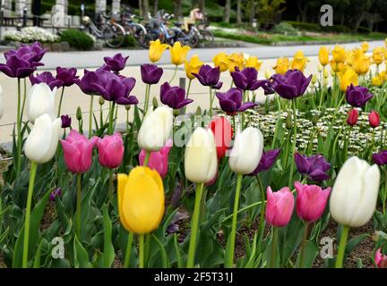 I tulipani (Tulipa) formano un genere di bulbifero erbaceo perenne in fiore primaverile geofiti (con lampadine come organi di stoccaggio) Foto Stock