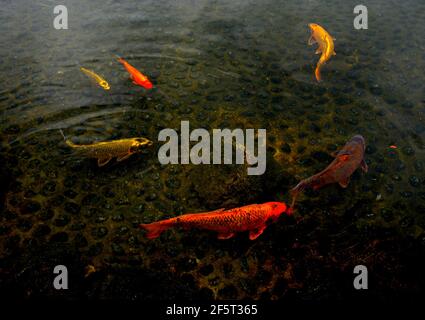 Pesci Koi al giardino giapponese del parco di Ohori nella città di Fukuoka, Giappone Foto Stock