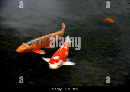 Pesci Koi al giardino giapponese del parco di Ohori nella città di Fukuoka, Giappone Foto Stock