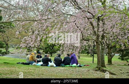 Hanami significa "osservazione dei fiori" e può essere solo una passeggiata nel parco, ma tradizionalmente comporta anche un picnic party sotto gli alberi in fiore. Giappone Foto Stock