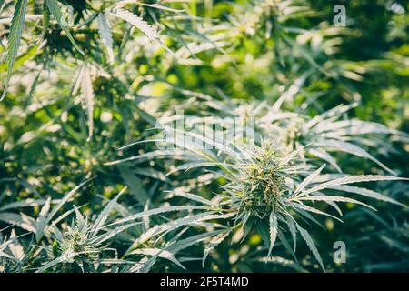 Thai Sativa Cannabis, Marijuana albero o pianta di canapa che coltivano in fattoria agricola. Foto Stock