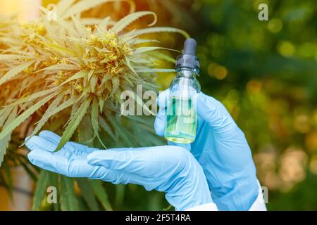 Mano che tiene Sativa Cannabis estratto di olio essenziale da foglie di Marijuana per piante di natura medica a base di erbe. Foto Stock