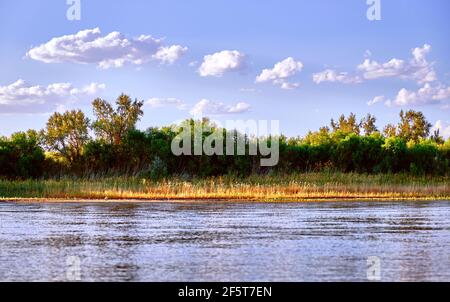 Canne d'oro sulla riva del fiume negli ultimi raggi del sole di regolazione Foto Stock