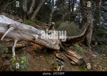 Particolare del tronco di abete spagnolo (abies pinsapo) nell'abeto di Yunquera, nel parco nazionale della Sierra de las Nieves a Malaga. Andalusia, Spagna Foto Stock