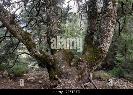 Particolare del tronco di abete spagnolo (abies pinsapo) nell'abeto di Yunquera, nel parco nazionale della Sierra de las Nieves a Malaga. Andalusia, Spagna Foto Stock