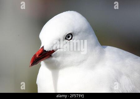 Profilo della testa del gabbiano rosso (Larus novaehollandiae/Chromicocephalus scopulinus) Foto Stock