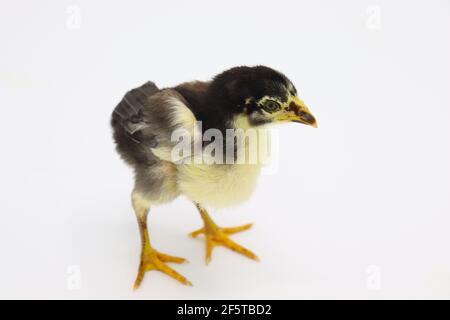 Bello nero piccolo pulcino isolato sul bianco Foto Stock