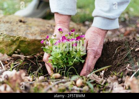 Giardiniere che pianta arabis caucasica ‘Pinkie’. Foto Stock