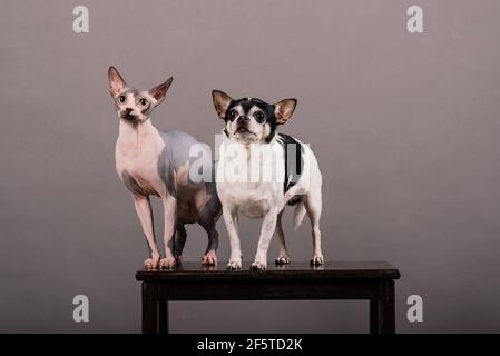 Gatto e cane insieme di fronte a sfondo grigio, Sfinge canadese, chihuahua Foto Stock