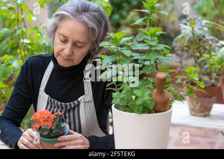 Anziana donna giardiniere in grembiule seduta con fiore Kalanchoe fioritura in pentola in giardino Foto Stock