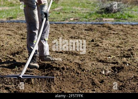 Un agricoltore prepara il terreno per l'orto estivo con un rastrello. Foto di alta qualità Foto Stock