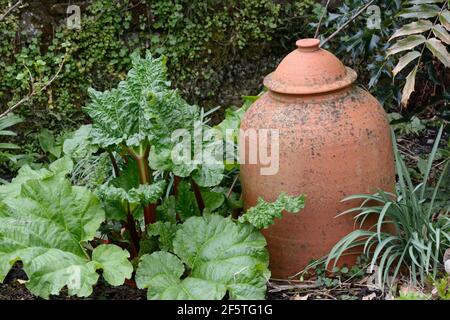 Una tradizionale pentola di rinbaro in terracotta in un giardino Foto Stock