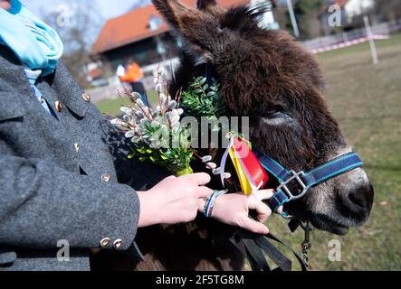 Tutzing, Germania. 28 Marzo 2021. Asino 'Leni' partecipa al servizio della Domenica delle Palme di fronte alla Chiesa di San Giuseppe. La Domenica delle Palme segna l'inizio della settimana Santa pre-pasquale, con la Pasqua come culmine dell'anno della Chiesa. Credit: Sven Hoppe/dpa/Alamy Live News Foto Stock