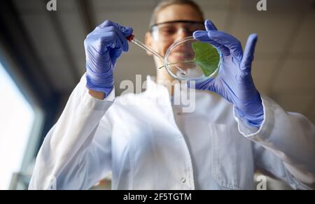 Una giovane scienziata prepara un campione di foglie per l'analisi in un'atmosfera di lavoro presso il laboratorio universitario. Scienza, chimica, laboratorio, persone Foto Stock