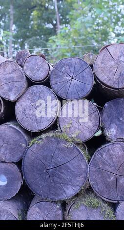 Tronchetti di legno nella foresta Foto Stock